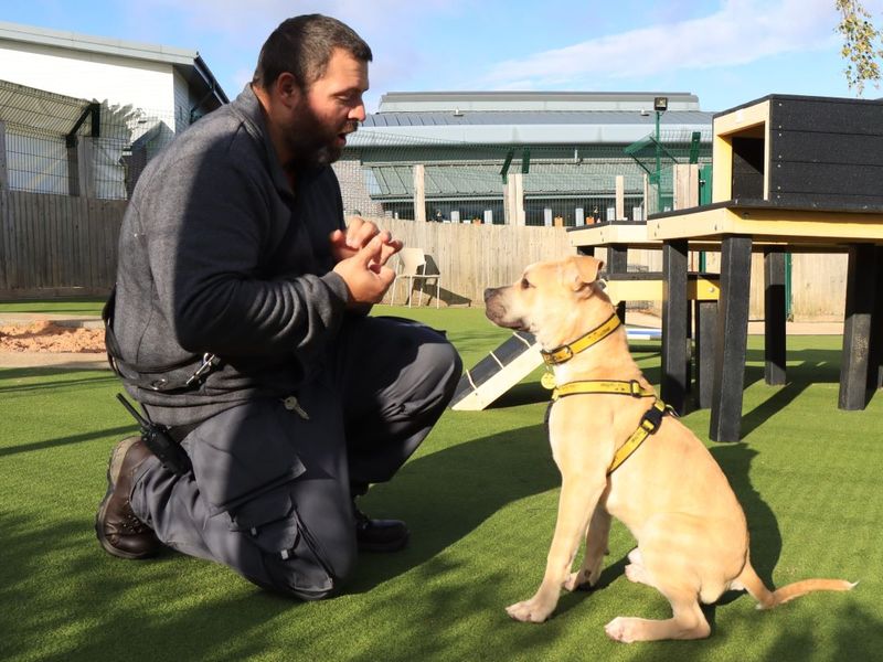 Benji | Crossbreed | Evesham (Worcestershire) - 1