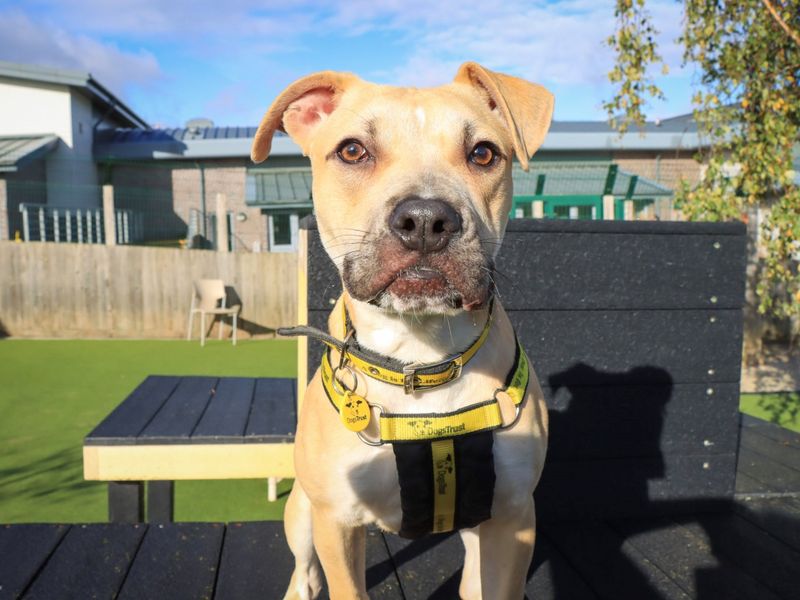 Benji, a Unknown old male Crossbreed available for adoption from Dogs Trust in Evesham, Worcestershire