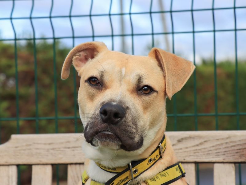 Benji, a Unknown old male Crossbreed available for adoption from Dogs Trust in Evesham, West Midlands