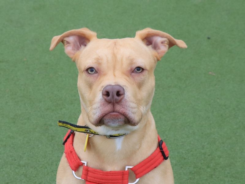 Blue, a Unknown old male Crossbreed available for adoption from Dogs Trust in Evesham, West Midlands