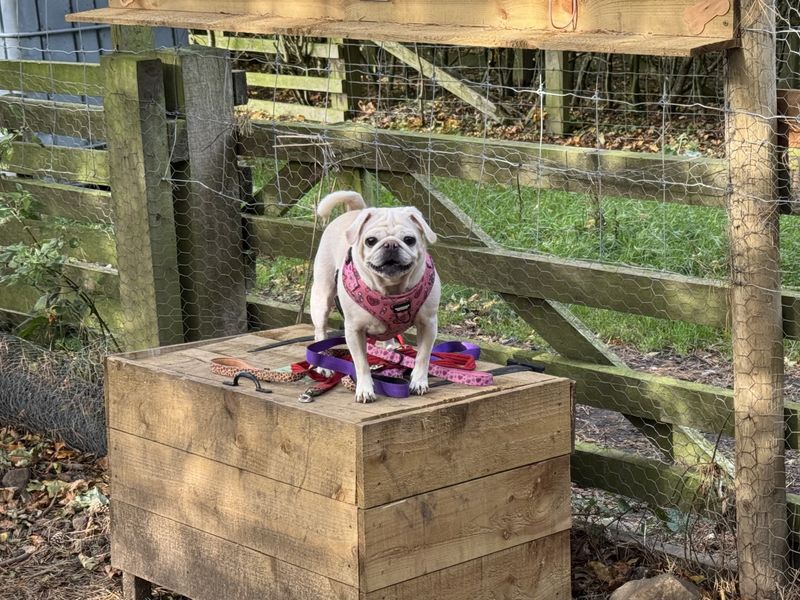 Pug for adoption in Sadberge, Co Durham – 6 years old