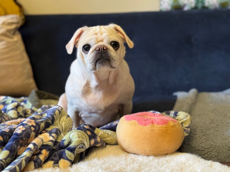 Pug for adoption in Sadberge, Co Durham – 6 years old - Image 3 of 4