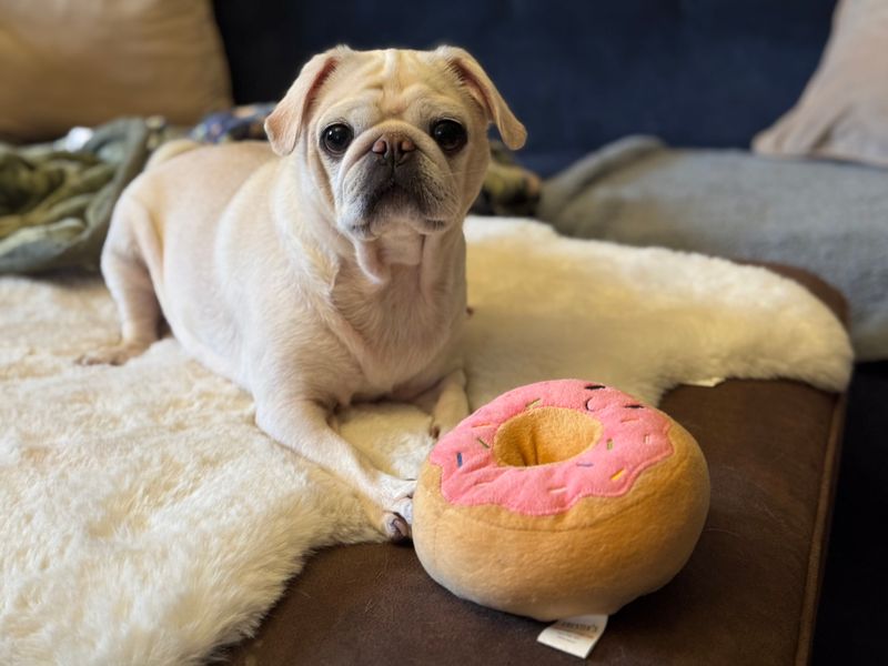 Pug for adoption in Sadberge, Co Durham – 6 years old - Image 2 of 4