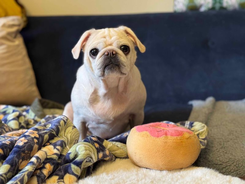 undefined | Pug | undefined - 3