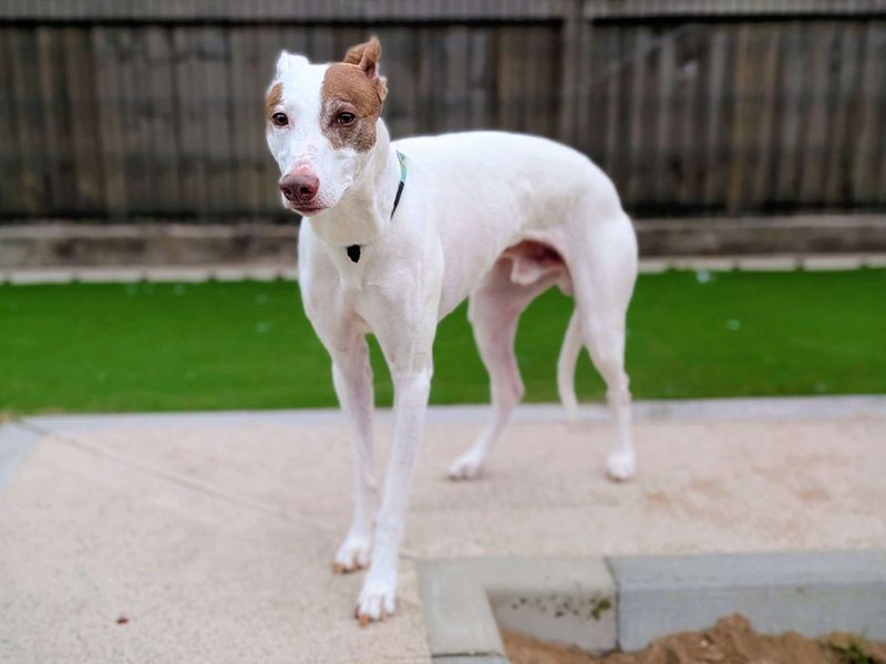 Greyhound for adoption in Cardiff, Glamorgan – 7 years old