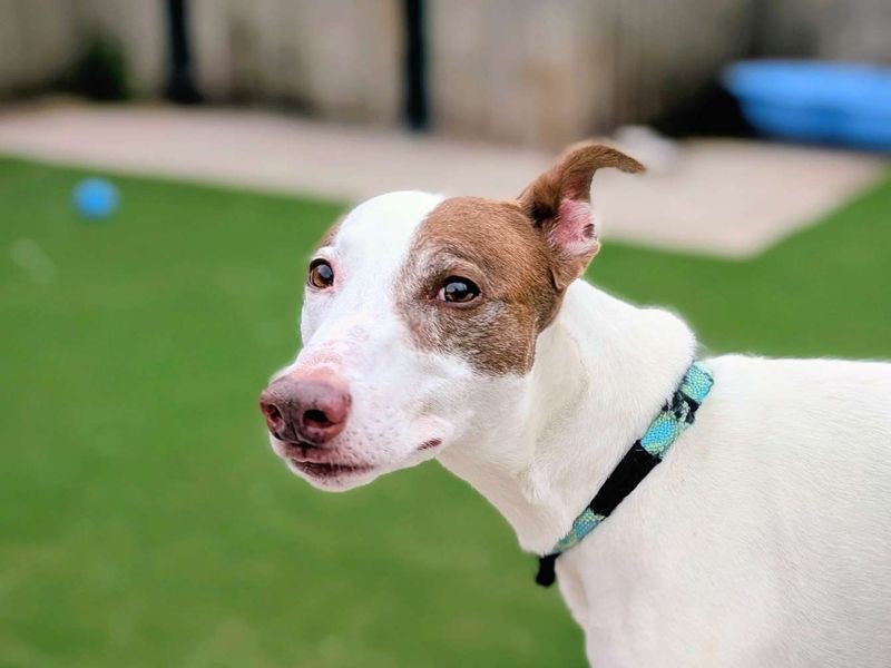 Greyhound for adoption in Cardiff, Glamorgan – 8 years old - Image 3 of 4