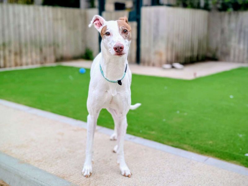 Greyhound for adoption in Cardiff, Glamorgan – 8 years old - Image 2 of 4