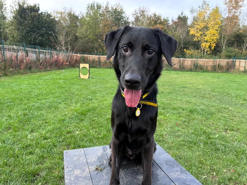 German Shepherd for adoption in West Calder, West Lothian – 5 years old
