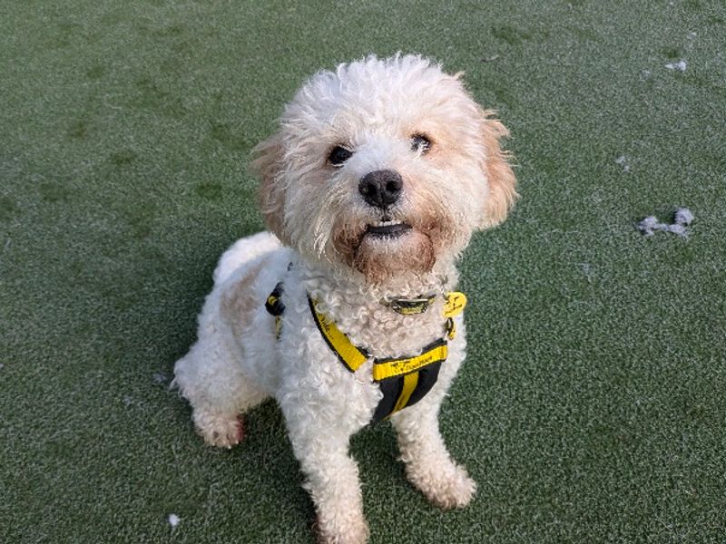Poodle for adoption in Evesham, Worcestershire – 1 year old