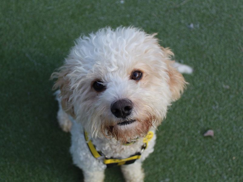 Poodle for adoption in Evesham, Worcestershire – 1 year old - Image 2 of 2
