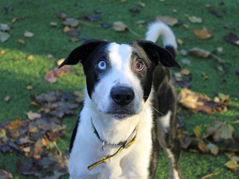 Batman | Terrier (Staffordshire Bull) Cross | Merseyside (Liverpool) - 1