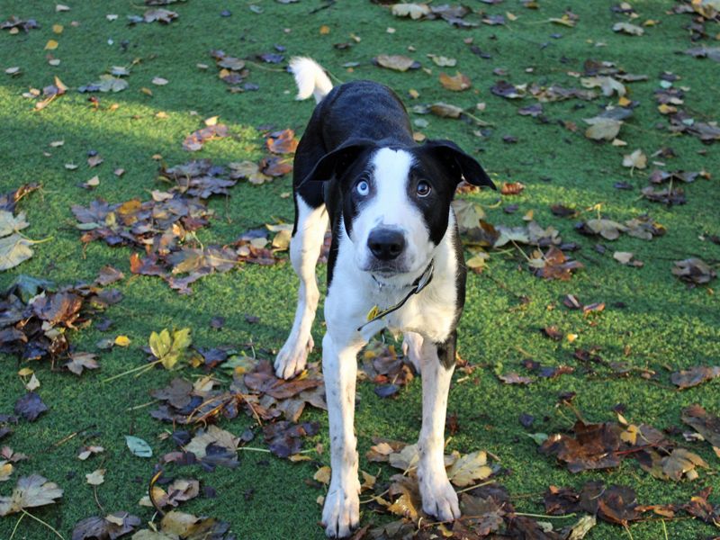 Staffordshire Bull Terrier for adoption in Liverpool, Merseyside – 9 months old - Image 4 of 5