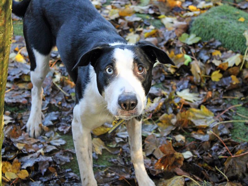 Staffordshire Bull Terrier Dogs And Puppies For Adoption