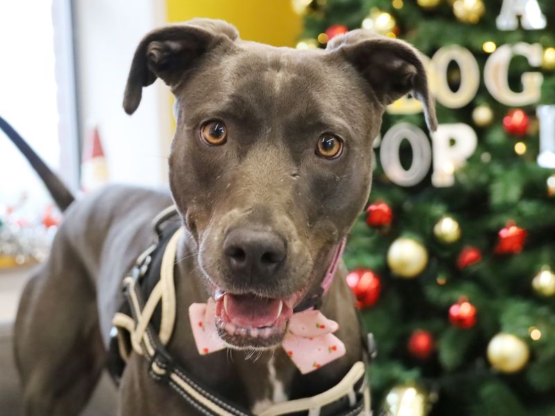 Oakley, a 4 years old female Lurcher available for adoption from Dogs Trust in Leeds, West Yorkshire