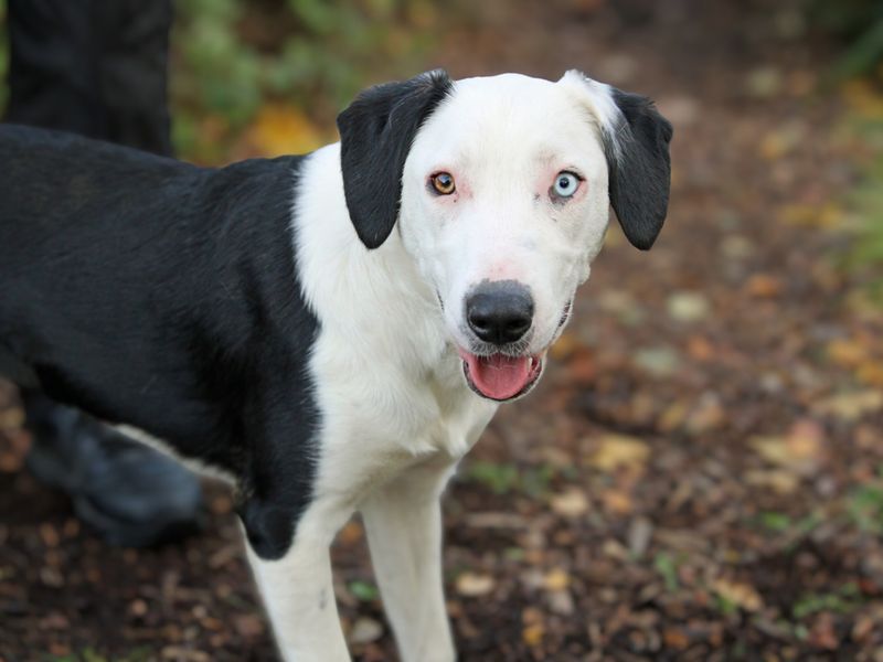 Trixie | Terrier (Staffordshire Bull) Cross | Merseyside (Liverpool) - 1