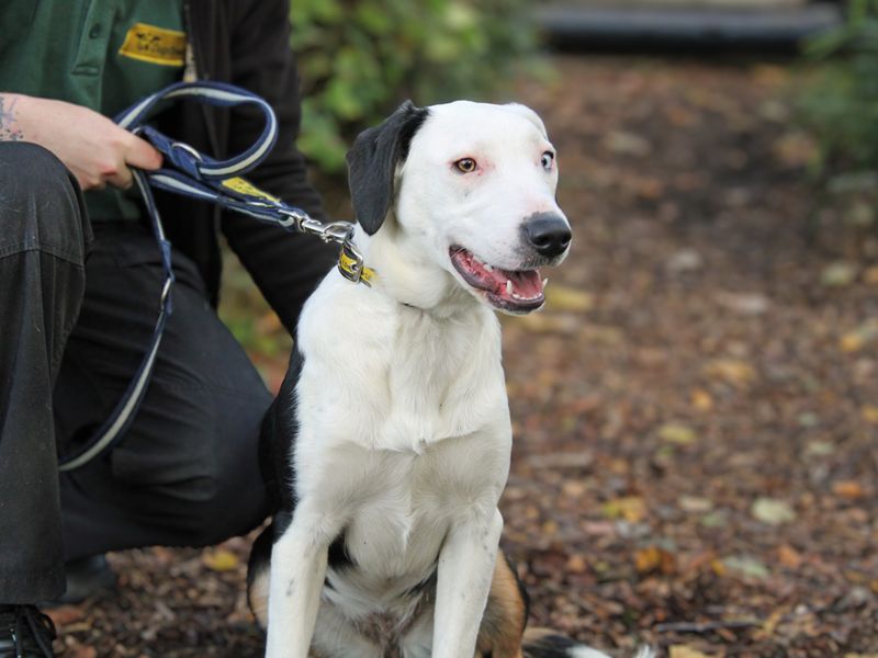 Border Collie for adoption in Liverpool, Merseyside – 8 months old - Image 2 of 3