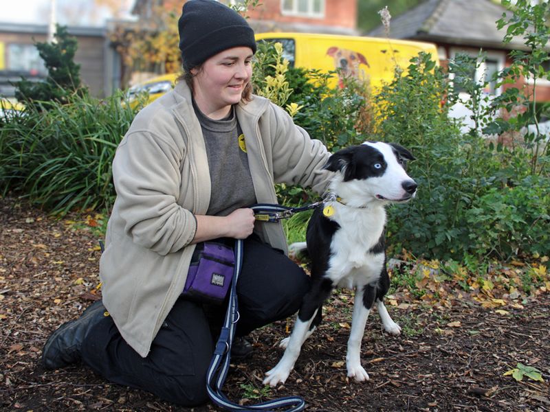 Staffordshire Bull Terrier for adoption in Liverpool, Merseyside – 8 months old - Image 3 of 3