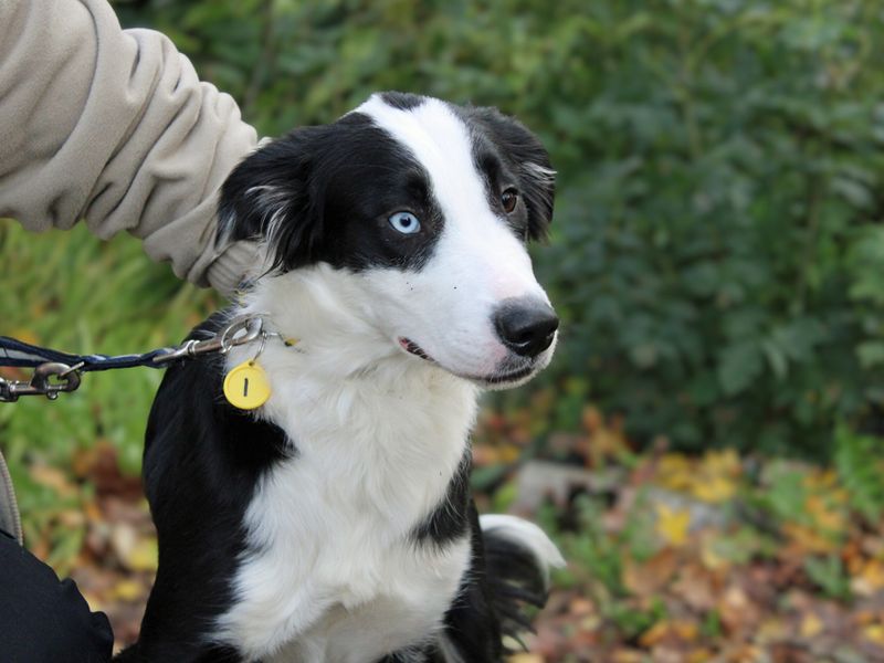 Staffordshire Bull Terrier for adoption in Liverpool, Merseyside – 8 months old - Image 2 of 3
