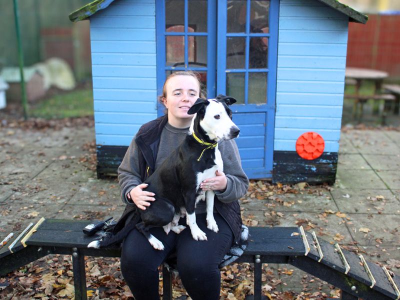 Border Collie for adoption in Liverpool, Merseyside – 3 years old