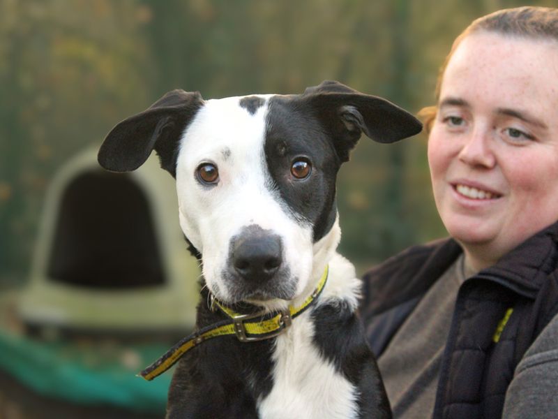 Millie | Terrier (Staffordshire Bull) Cross | Merseyside (Liverpool) - 1