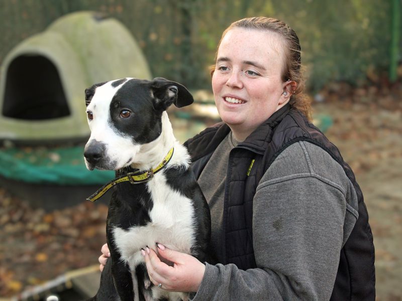 Border Collie for adoption in Liverpool, Merseyside – 3 years old - Image 2 of 3