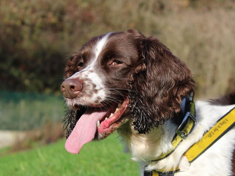 Springer Spaniel for adoption in Liverpool, Merseyside – 6 years old