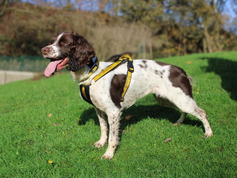Springer Spaniel for adoption in Liverpool, Merseyside – 6 years old - Image 3 of 3