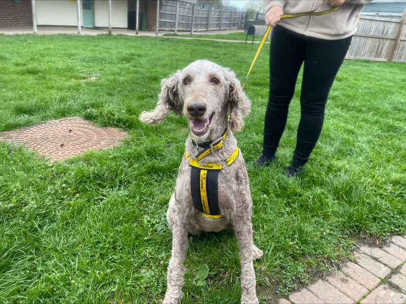 Poodle for adoption in Wymeswold, Leicestershire – 8 years old - Image 3 of 3