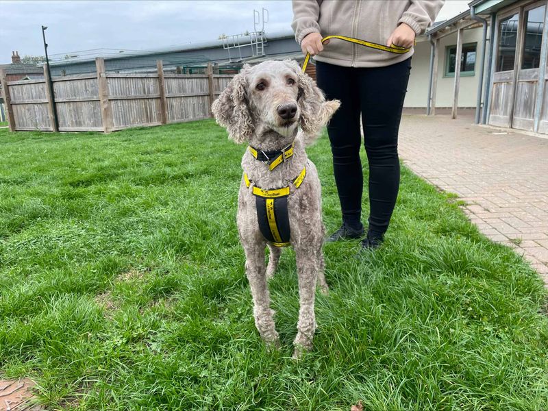 Poodle for adoption in Wymeswold, Leicestershire – 8 years old - Image 2 of 3