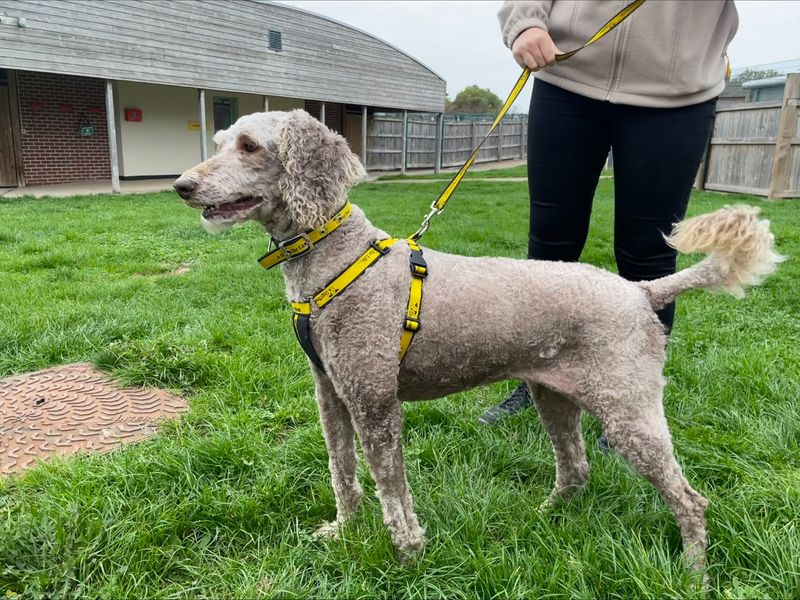 Poodle for adoption in Wymeswold, Leicestershire – 8 years old