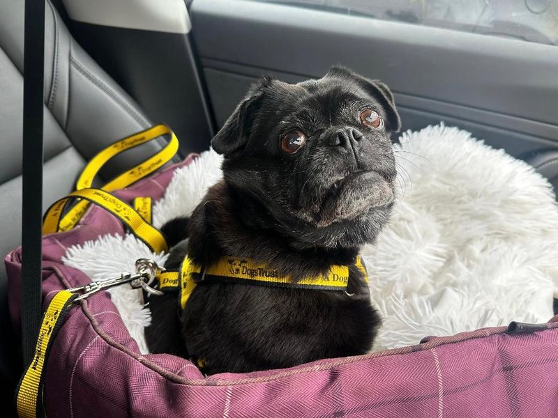 Pug for adoption in Mid Glamorgan, Wales – 9 years old - Image 2 of 3