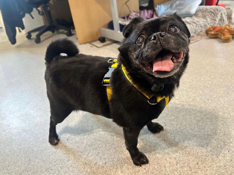 Pug for adoption in Mid Glamorgan, Wales – 9 years old - Image 3 of 3