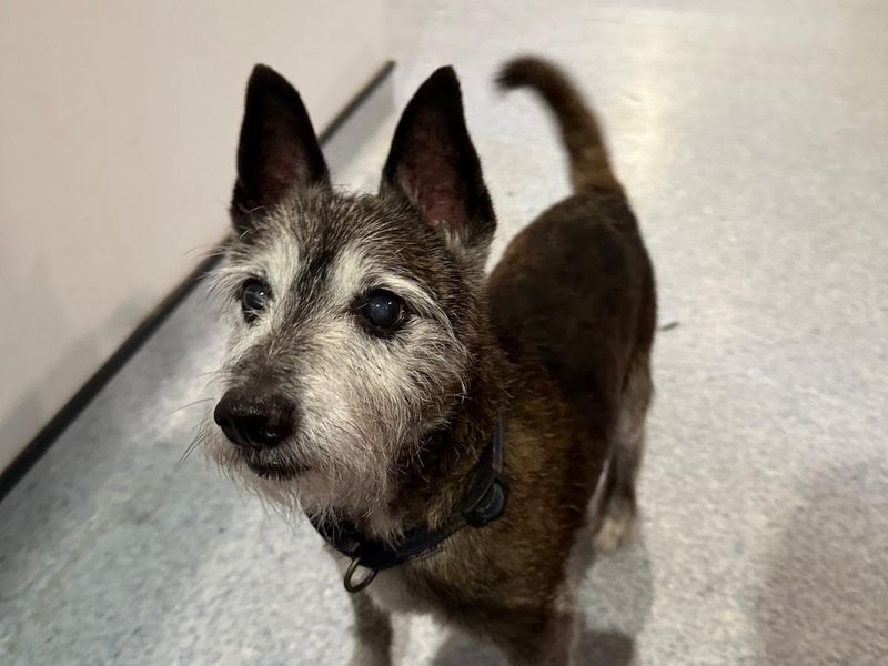 Yorkshire Terrier for adoption in Mid Glamorgan, Wales – 13 years old