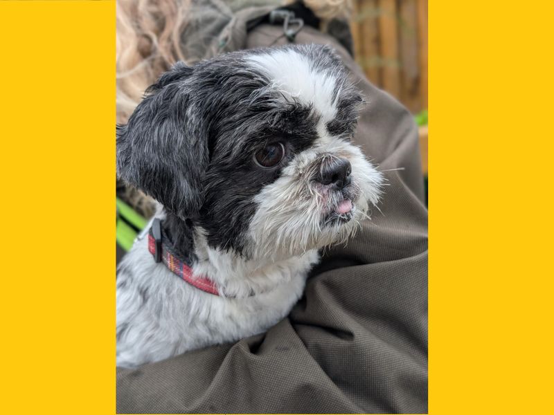 Jessie | Shih Tzu | Ballymena (Northern Ireland) - 1