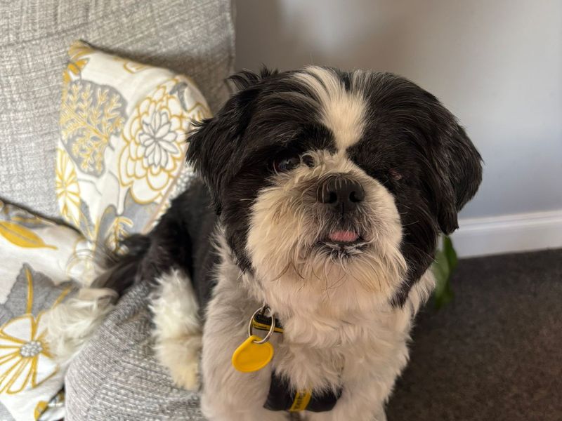 Shih Tzu for adoption in Ballymena, County Antrim – 7 years old - Image 2 of 2