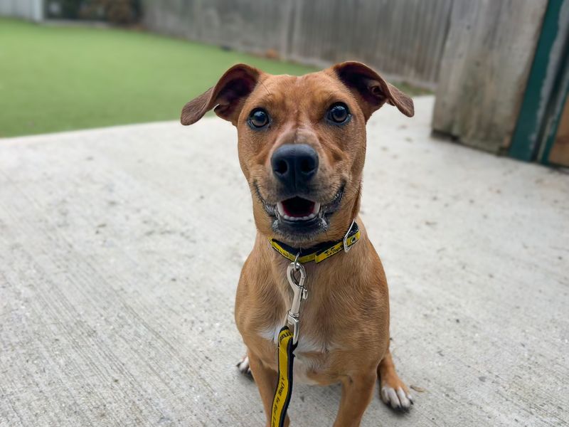 Billy, a 9 months old male Unknown available for adoption from Dogs Trust in Basildon, Essex