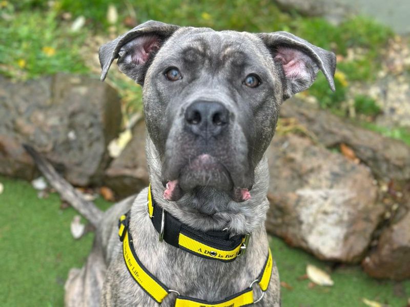 Cane Corso for adoption in Uxbridge, London – 1 year old - Image 4 of 5