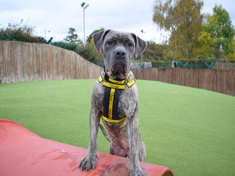 Cane Corso for adoption in Uxbridge, London – 1 year old