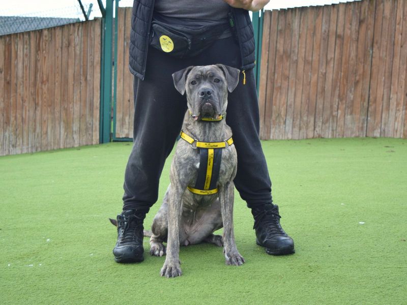 Cane Corso for adoption in Uxbridge, London – 1 year old - Image 2 of 5