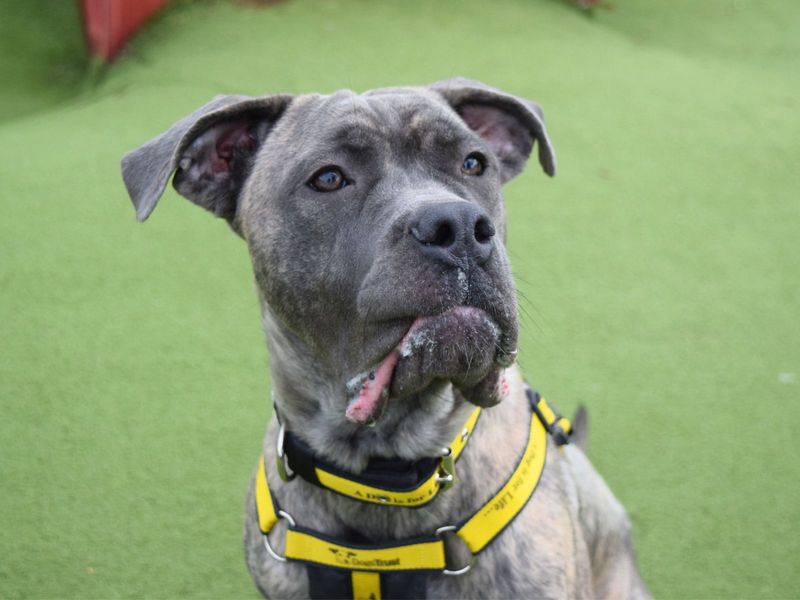 Cane Corso for adoption in Uxbridge, London – 1 year old - Image 5 of 5