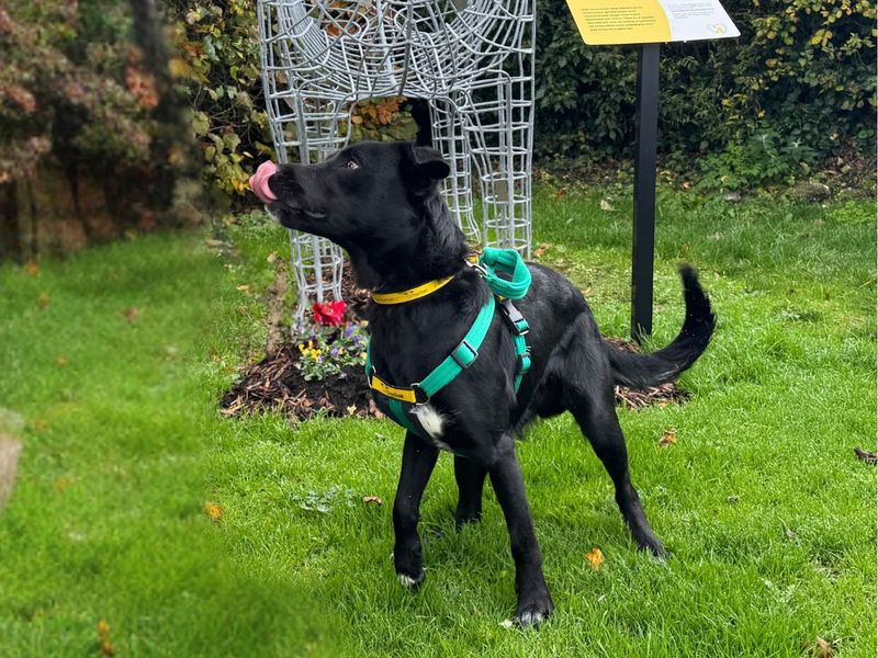 Border Collie for adoption in Newton Tony, Wiltshire – 11 months old - Image 8 of 10