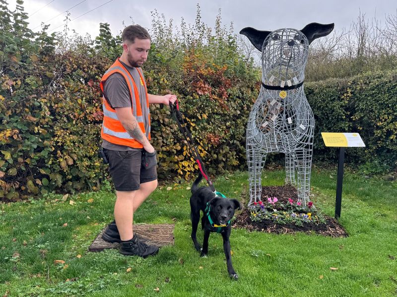 Border Collie for adoption in Newton Tony, Wiltshire – 11 months old - Image 10 of 10