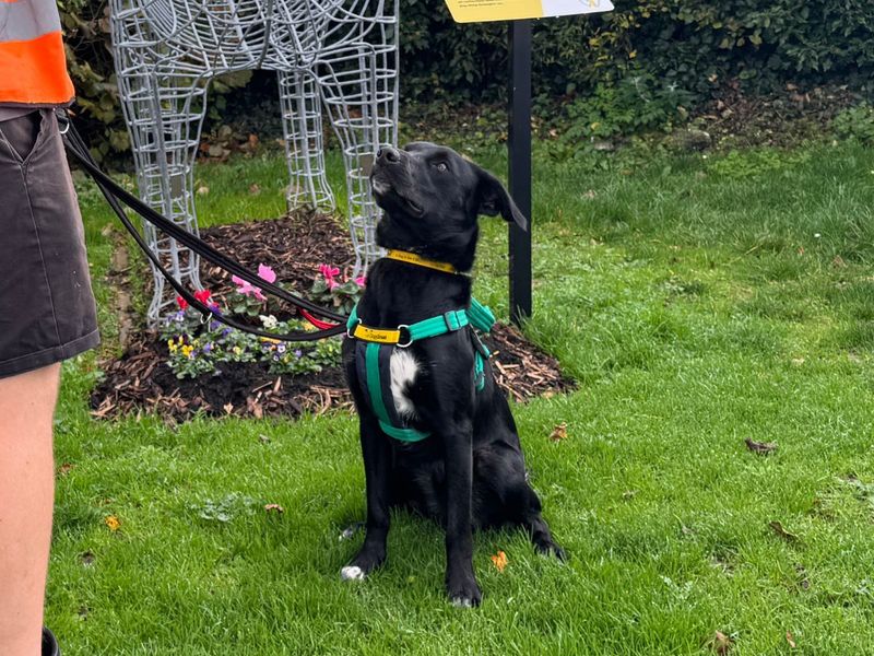 Border Collie for adoption in Newton Tony, Wiltshire – 11 months old - Image 9 of 10