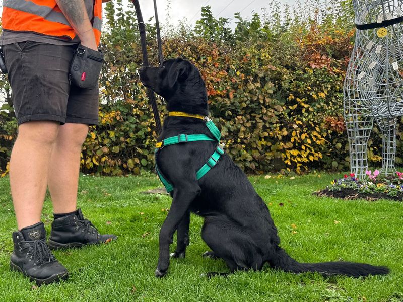 Brodie | Collie (Border) Cross | Salisbury (Wiltshire) - 1