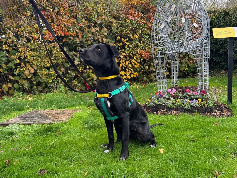 Border Collie for adoption in Newton Tony, Wiltshire – 11 months old - Image 6 of 10