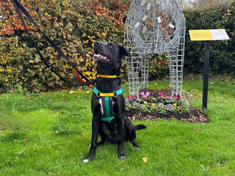 Border Collie for adoption in Newton Tony, Wiltshire – 11 months old - Image 2 of 10
