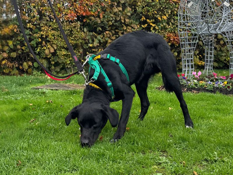 Border Collie for adoption in Newton Tony, Wiltshire – 11 months old - Image 4 of 10