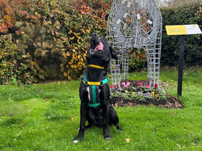 Border Collie for adoption in Newton Tony, Wiltshire – 11 months old - Image 3 of 10