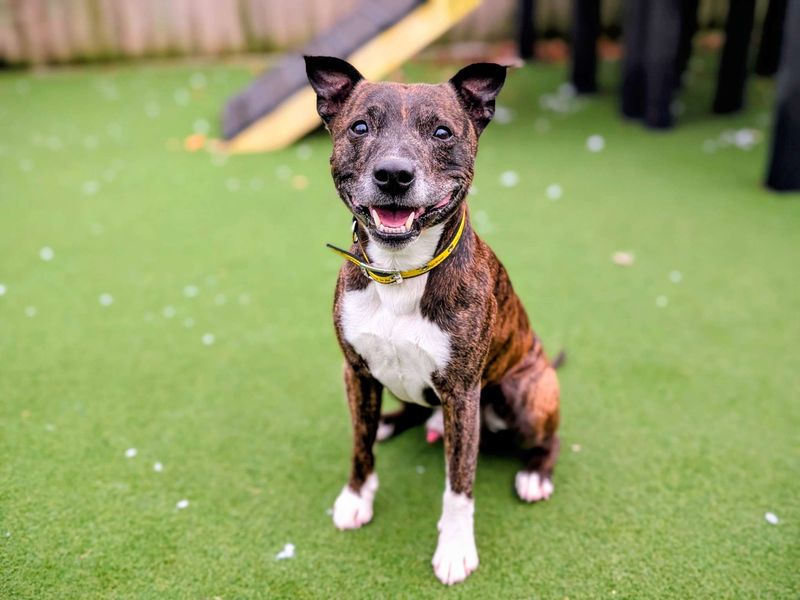 Staffordshire Bull Terrier for adoption in Cardiff, Glamorgan – 9 years old - Image 3 of 6