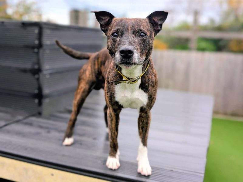 Staffordshire Bull Terrier for adoption in Cardiff, Glamorgan – 9 years old - Image 6 of 6